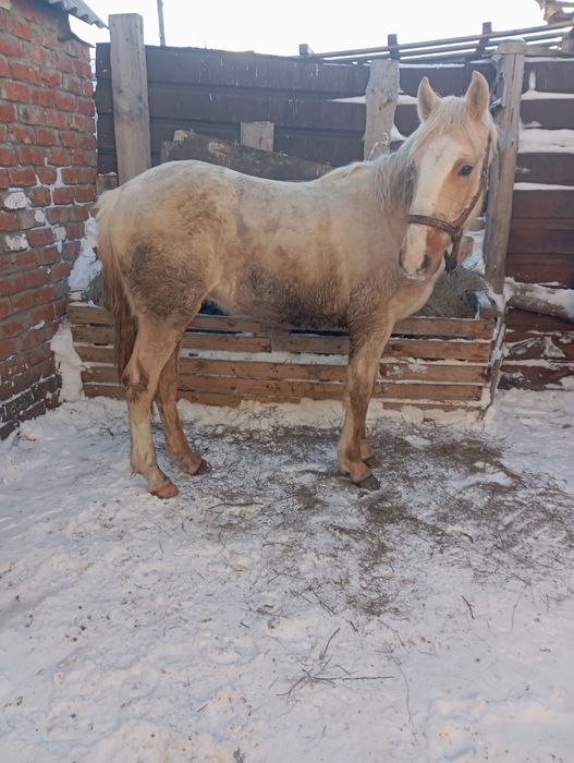 Продам жеребаик 1.8