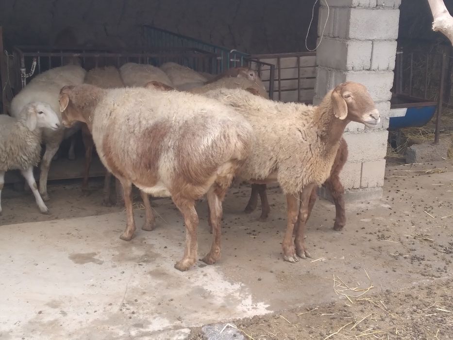 Арашан буаз коилар .