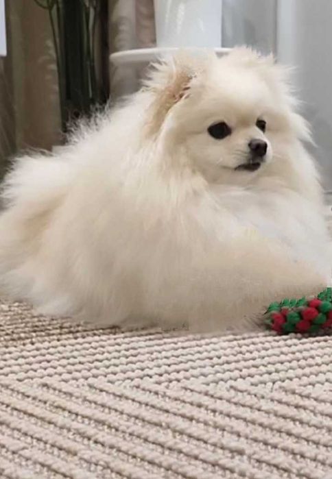 Отдам даром Мальчик ШПИЦ