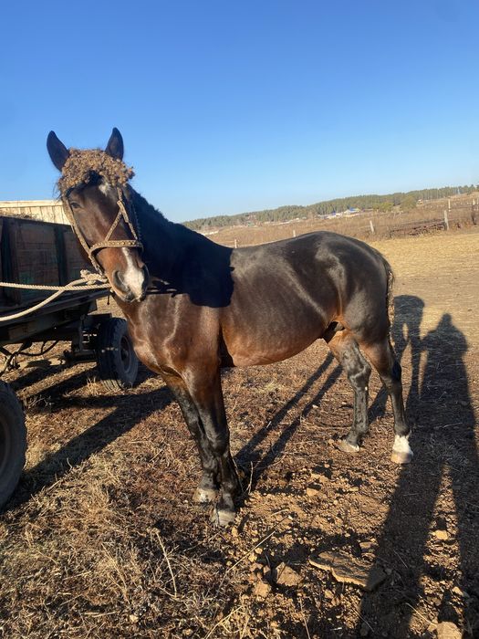 Продам жеребца 5лет