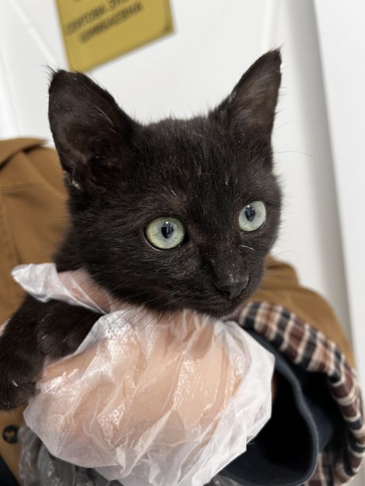 Кошечка с оливковыми глазами, 4 мес