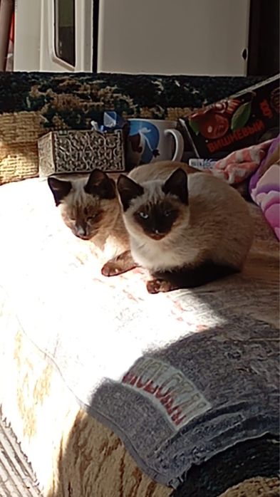 отдам котят в добрые руки