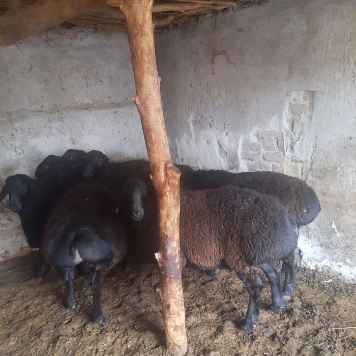 Кучкорлар сотилади.