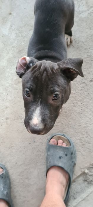 Питбультерьер мальчик