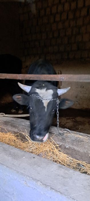 Мол бокма навос 1