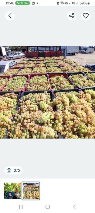 Struguri de vin direct de la țărani agricoli cu transport la tine acasă