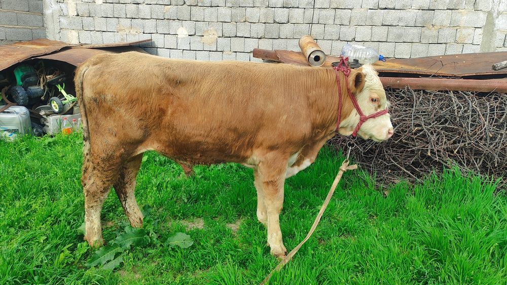 Бычки Сементал и Герефорд