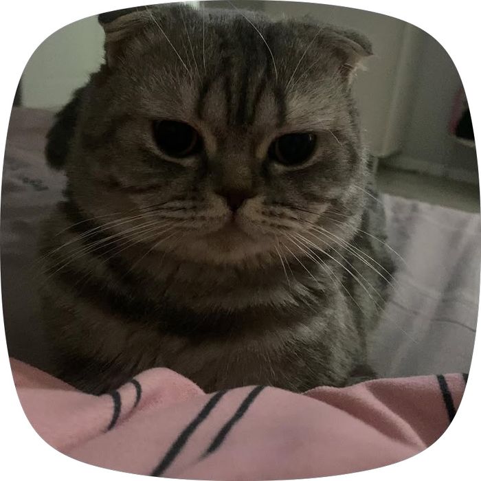 Отдаю кота в добрые руки