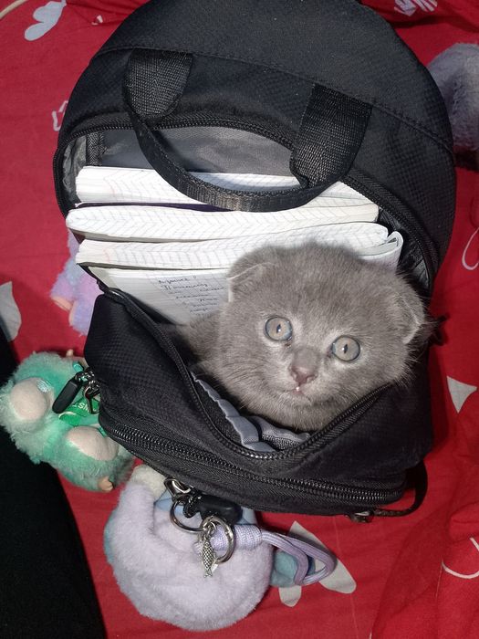 Породистый котёнок