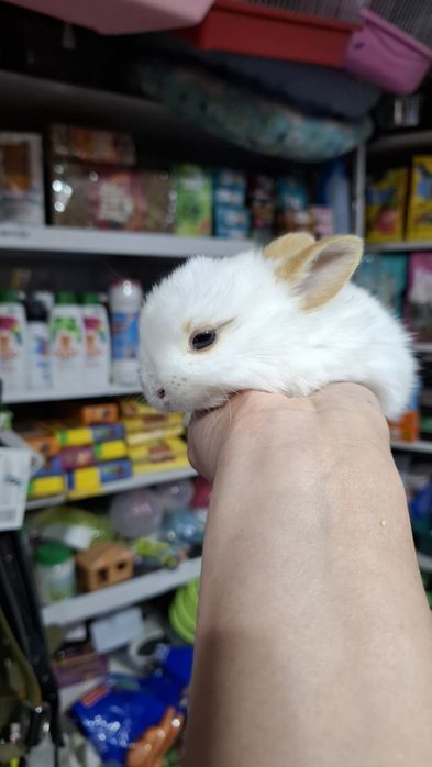 Карликовые кролики