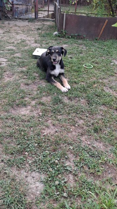 Catei adoptie gratuita