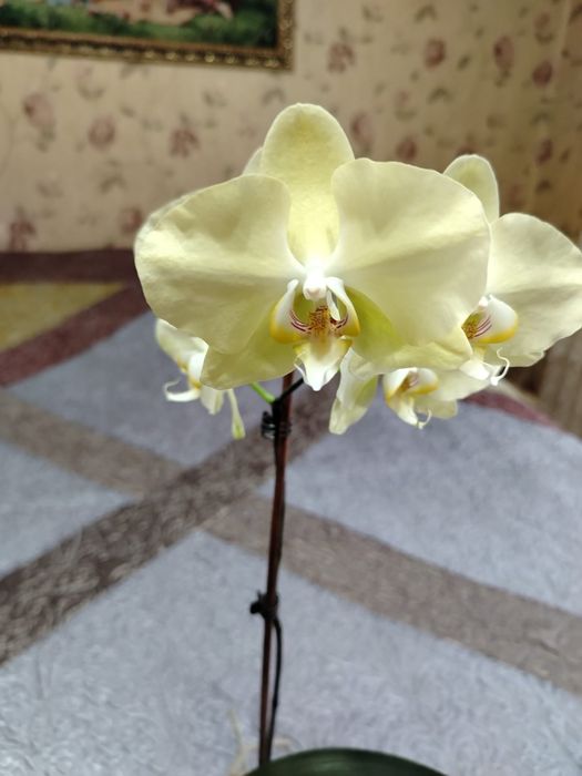 Продам Орхидею комнатный цветок