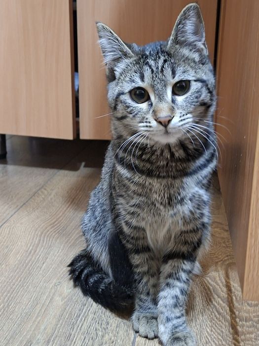 Отдам в добрые любящие руки