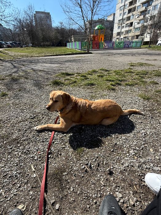 Подарявам женски лабрадор