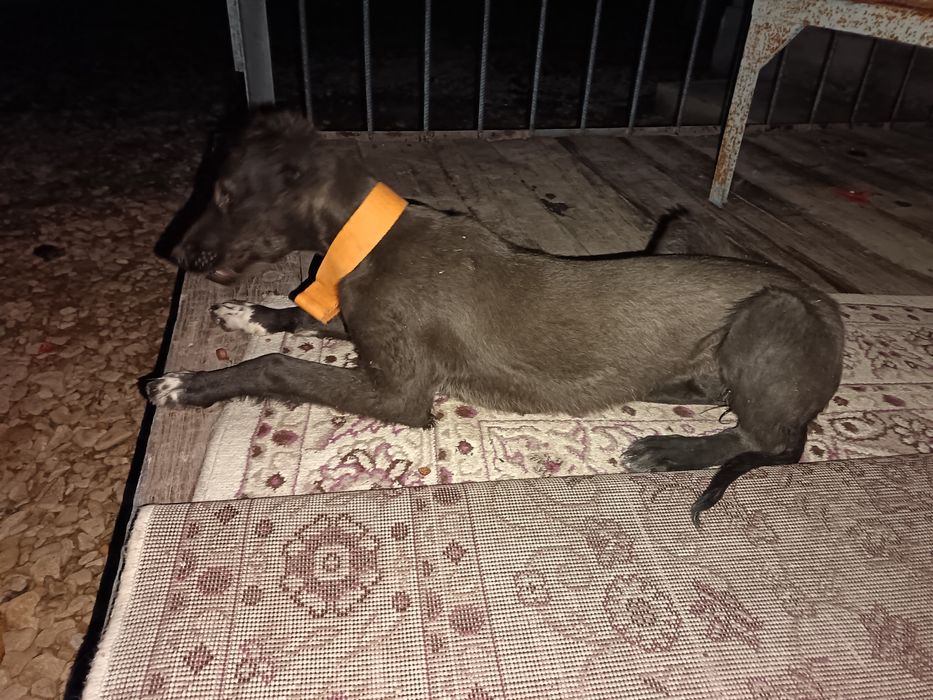 Тазы кушык сатылады