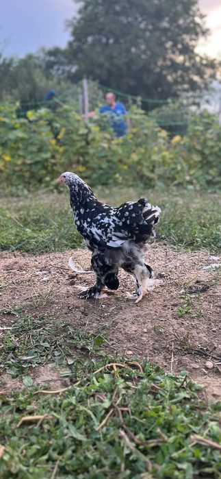 Brahma: porțelan, gold,bobat și barat, respectiv Pinta Pinta: porțelan