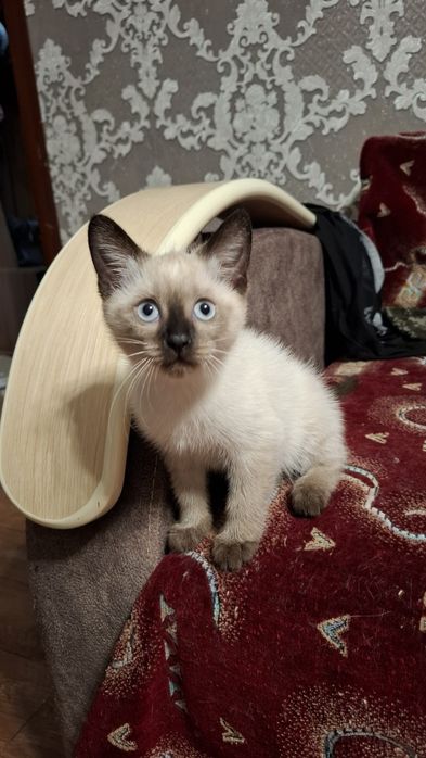 Отдам кошечек в добрые руки
