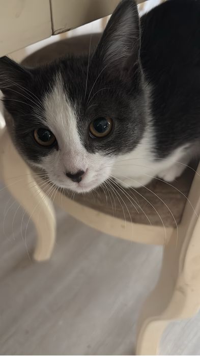 котёнок ищет себе домик