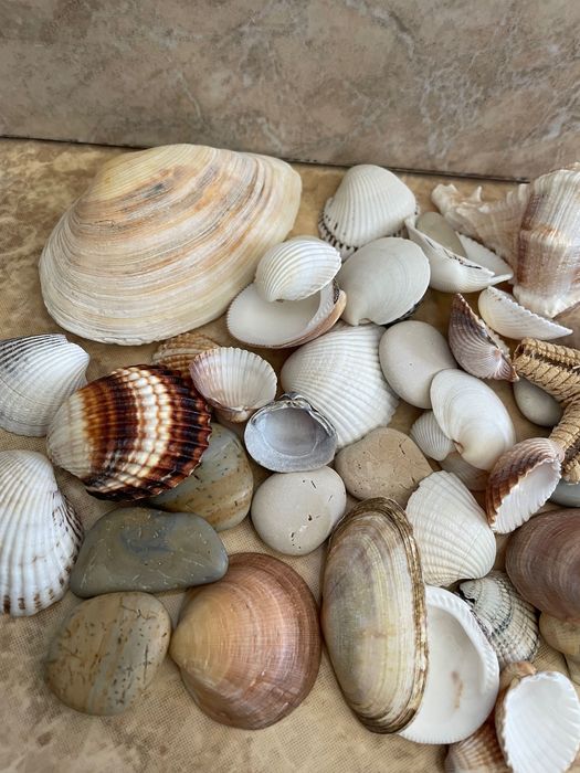 Colecție pietre speciale/ scoici/ stea de mare