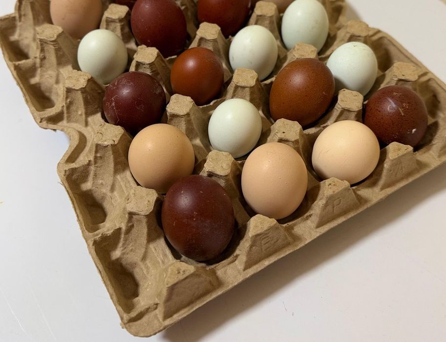 Инкубационное яйцо