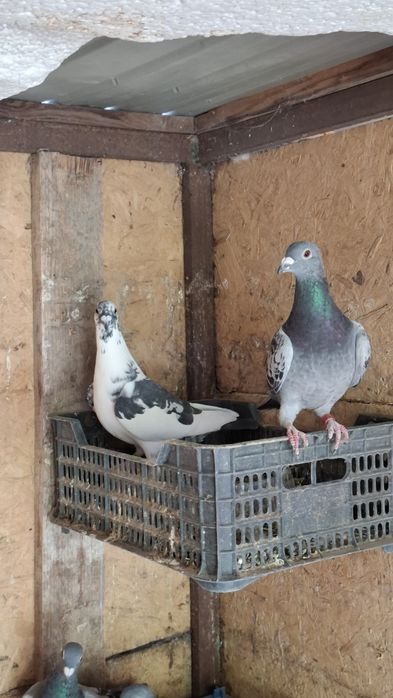 Почтовые голуби чехи