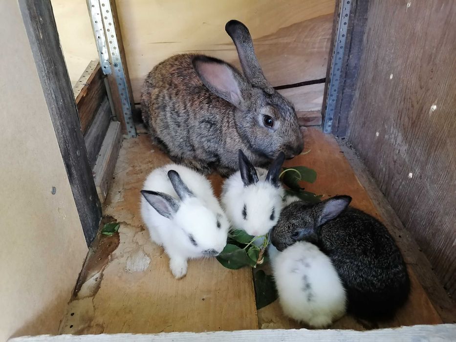 Para quyonlar sotiladi