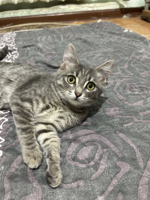 Отдам басплатно!