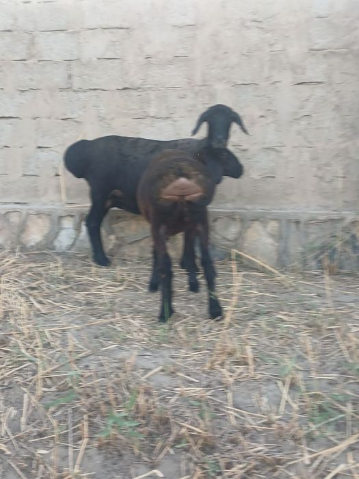Ona bola sotladi