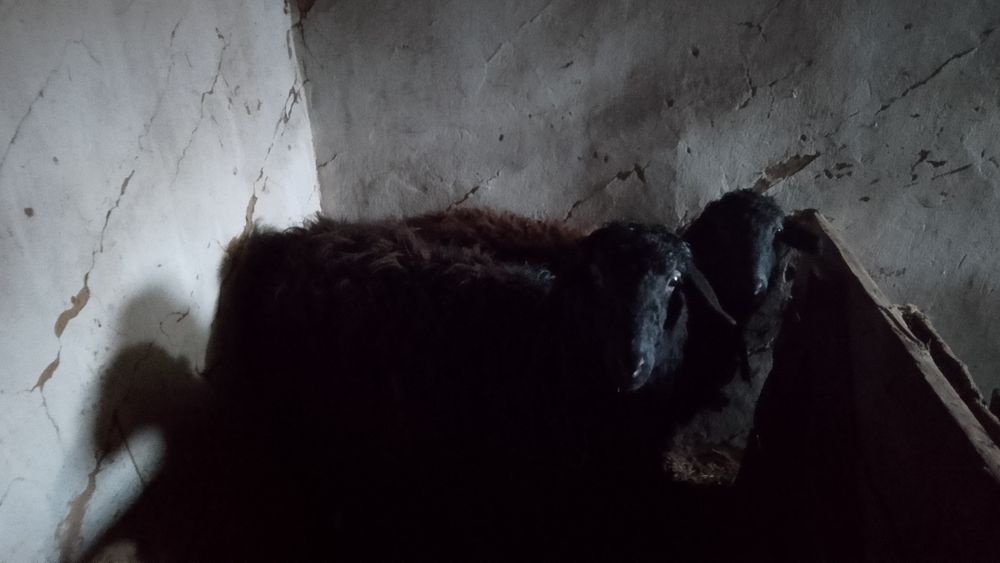 Тоқтылар Сатылады