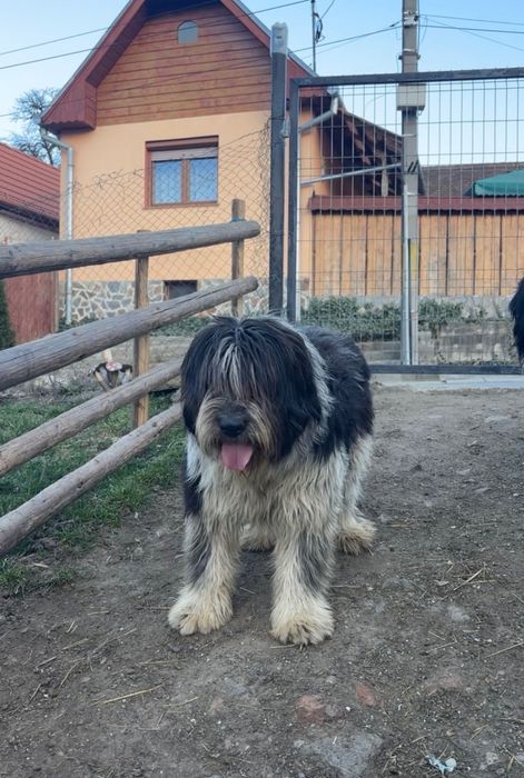 Mioritici de vânzare