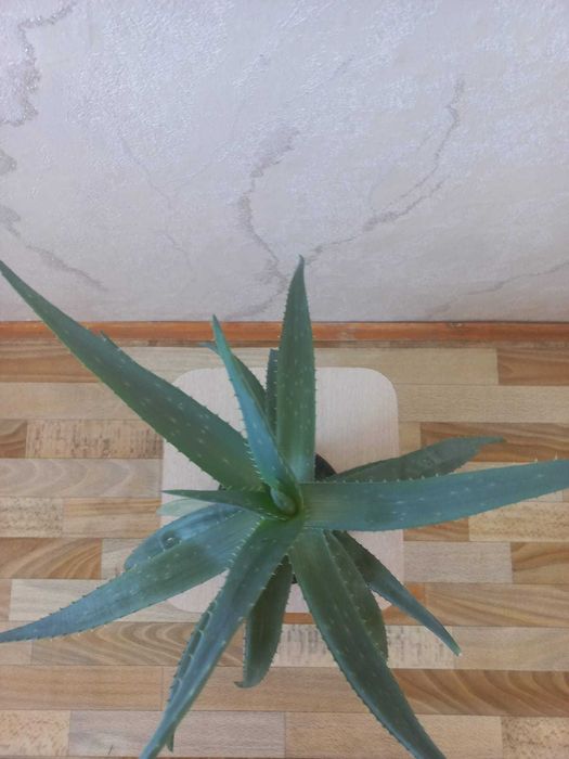 Алоэ по 2500   .