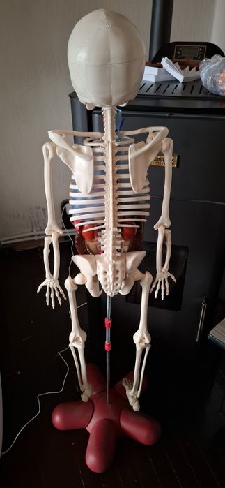 Скелет човешкото тяло и модел хранисмилателна система