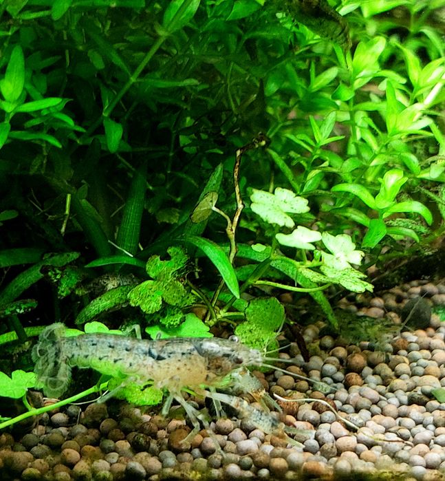 Аквариумные мини- раки!