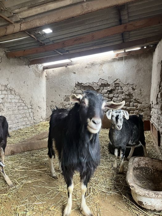 Ешкілер сатылады!