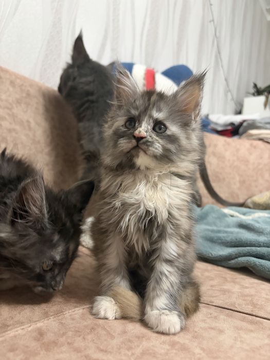 Котята Мейн-кун , великаны