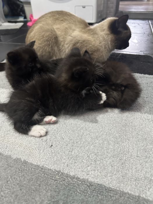 Отдам котят в добрые руки