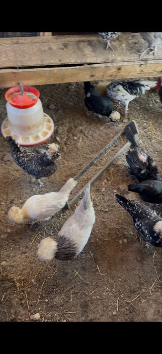 Vand oua motata olandeza