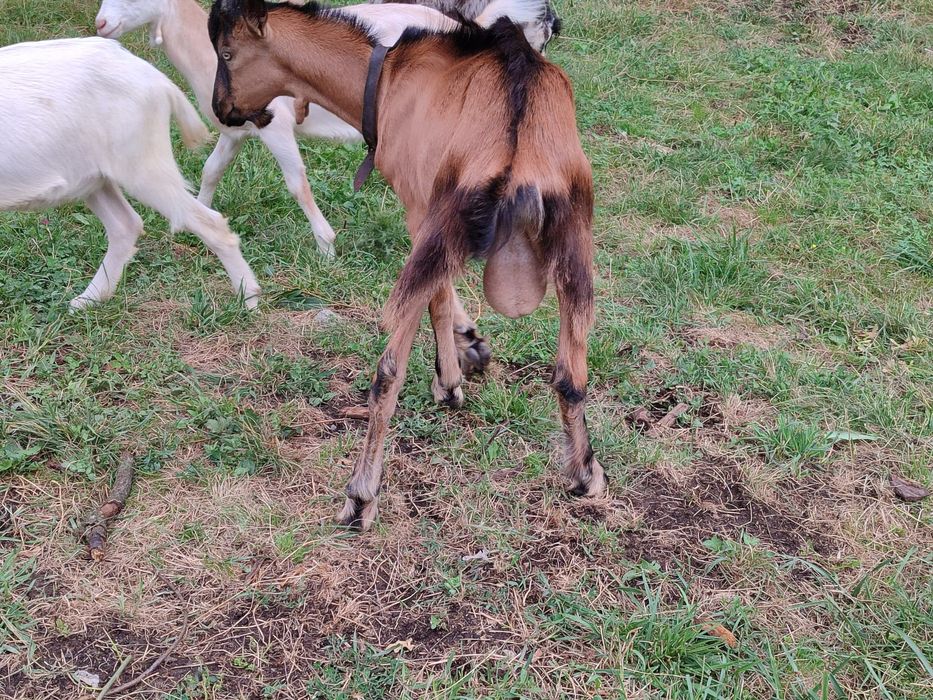 Tap tânăr, sănătoas și viguroas – ideal pentru reproducere sau turma