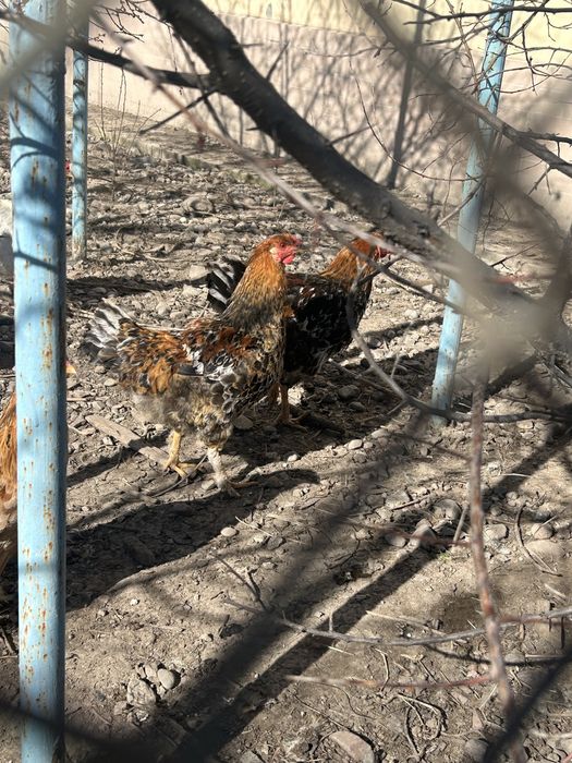 Молодые петушки Жас қораздар