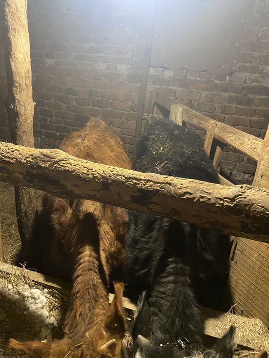 Продам бычков и телочку