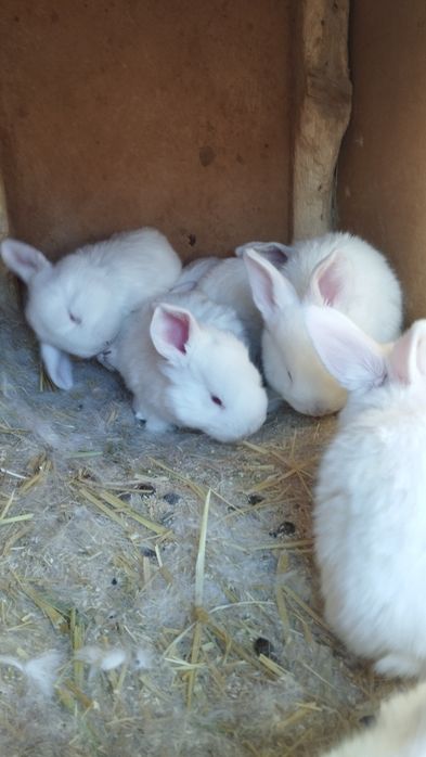 Продаются крольчата