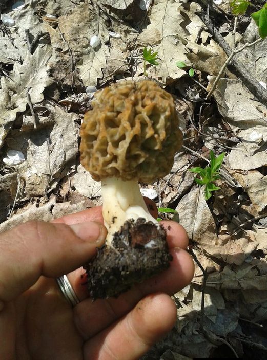 Zbarciogi de pădure