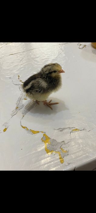 Балапан- Цыпленок