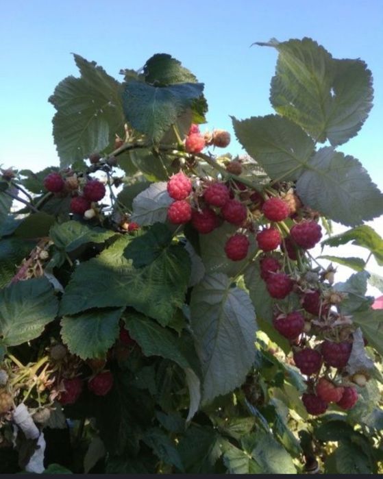 Саженцы малины ремонтантной