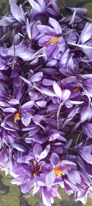 Шафран био ,отгледан в планиски регион