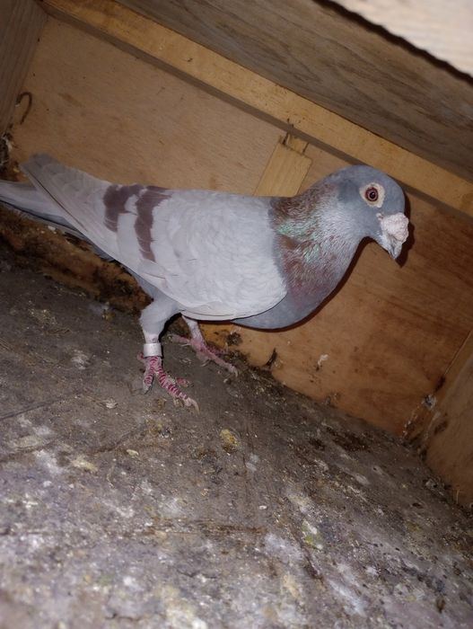 Se dau din lipsă de spațiu.