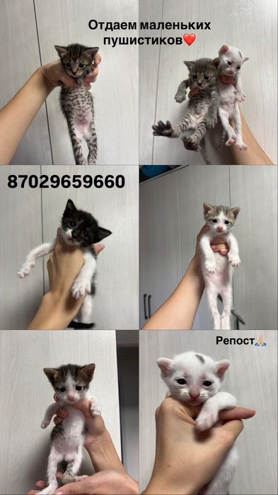 Котята бесплатно