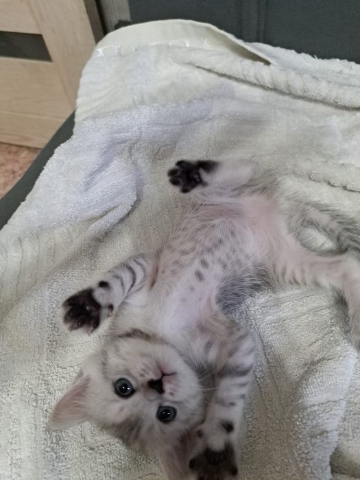 Животные кошки .