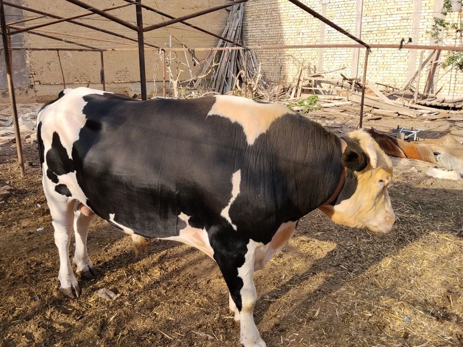 Buqalar sotiladi