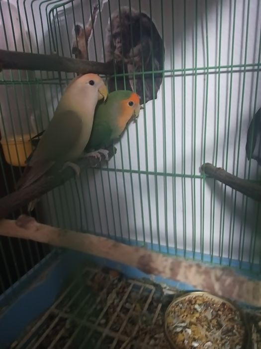 Vând papagali agaponis